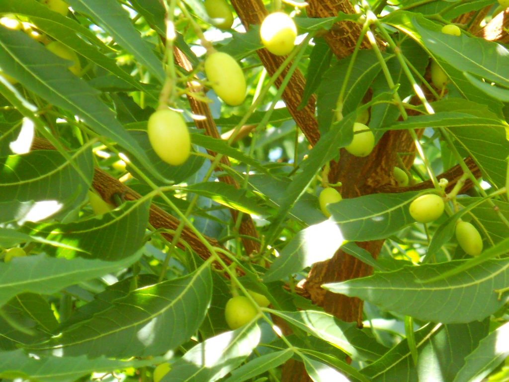 Neem