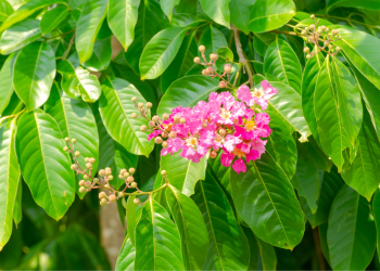 Banaba Leaves (Lagerstroemia Speciosa)