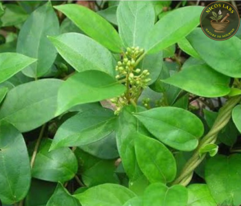 Gudmar (Gymneema Sylvestre)